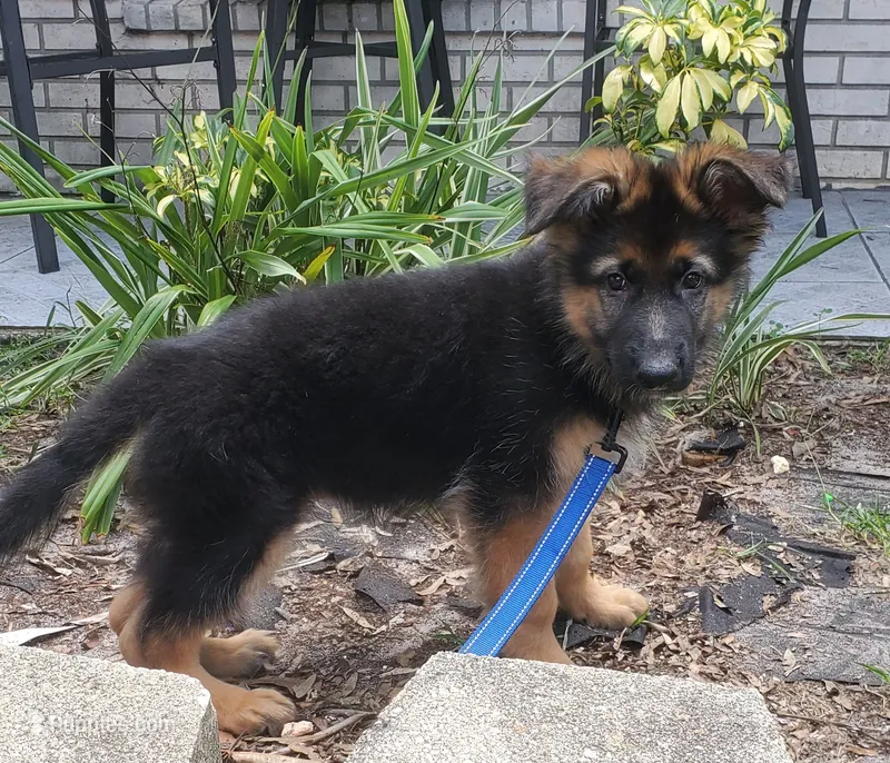 Brownie – German Shepherd Dog puppy for sale in Tampa, FL