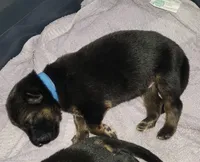 Bluey, a male German Shepherd Dog for sale in Tampa, FL – 6 of 8
