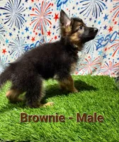 Brownie, a male German Shepherd Dog for sale in Tampa, FL – 3 of 8