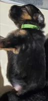 Greenbean, a female German Shepherd Dog for sale in Tampa, FL – 5 of 9