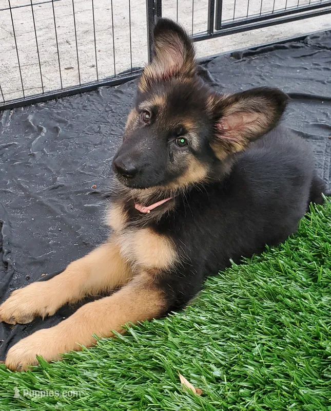 pinky – German Shepherd Dog puppy for sale in Tampa, FL