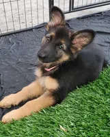 pinky, a female German Shepherd Dog for sale in Tampa, FL – 1 of 10