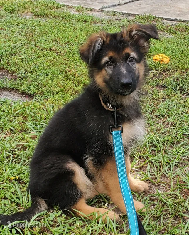 Brownie – German Shepherd Dog puppy for sale in Tampa, FL