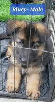 Bluey, a male German Shepherd Dog for sale in Tampa, FL – 5 of 8