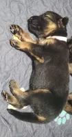 pinky, a female German Shepherd Dog for sale in Tampa, FL – 5 of 9