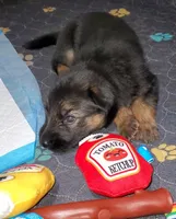pinky, a female German Shepherd Dog for sale in Tampa, FL – 4 of 9
