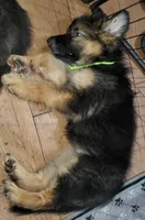 Greenbean, a female German Shepherd Dog for sale in Tampa, FL – 3 of 9