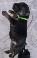 Greenbean, a female German Shepherd Dog for sale in Tampa, FL – 7 of 9