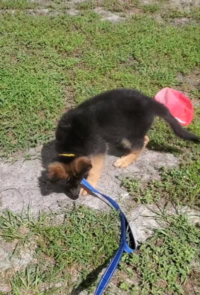 Yellow (Yellie), a female German Shepherd Dog for sale in Tampa, FL – 10 of 10