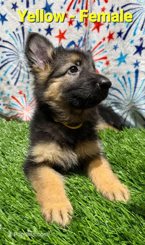 Yellow (Yellie) – German Shepherd Dog puppy for sale in Tampa, FL