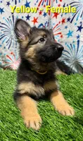 Yellow (Yellie), a female German Shepherd Dog for sale in Tampa, FL – 1 of 7