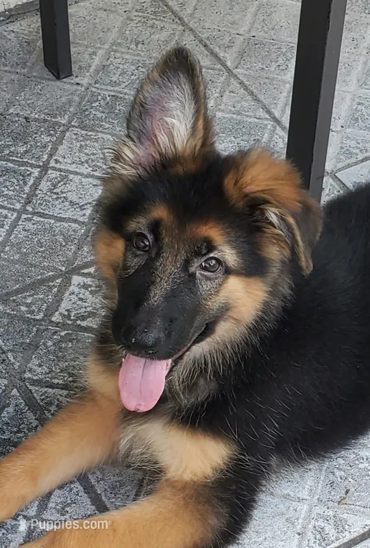 Brownie – German Shepherd Dog puppy for sale in Tampa, FL