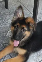 Brownie, a male German Shepherd Dog for sale in Tampa, FL – 1 of 9