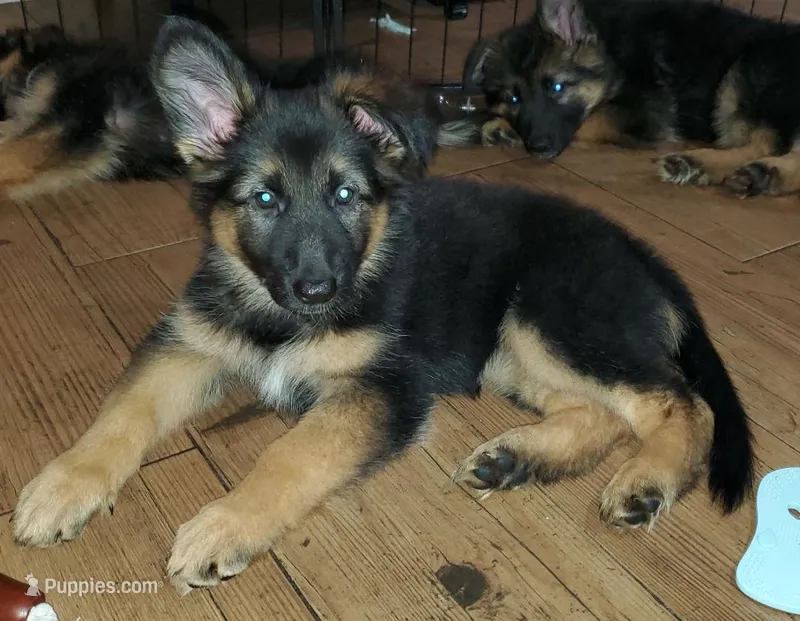 pinky – German Shepherd Dog puppy for sale in Tampa, FL