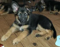 pinky, a female German Shepherd Dog for sale in Tampa, FL – 3 of 9