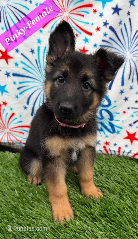 pinky – German Shepherd Dog puppy for sale in Tampa, FL