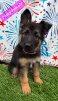 pinky, a female German Shepherd Dog for sale in Tampa, FL – 1 of 9