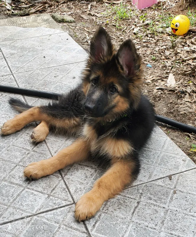 Greenbean – German Shepherd Dog puppy for sale in Tampa, FL