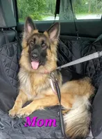 pinky, a female German Shepherd Dog for sale in Tampa, FL – 8 of 9