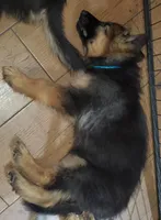 Bluey, a male German Shepherd Dog for sale in Tampa, FL – 4 of 8