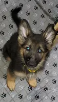 Yellow (Yellie), a female German Shepherd Dog for sale in Tampa, FL – 3 of 10