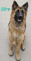 Yellow (Yellie), a female German Shepherd Dog for sale in Tampa, FL – 7 of 7