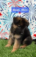 Bluey, a male German Shepherd Dog for sale in Tampa, FL – 3 of 8