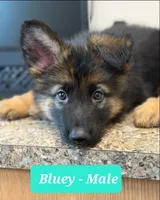 Bluey, a male German Shepherd Dog for sale in Tampa, FL – 2 of 8