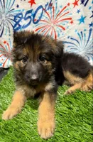 Greenbean, a female German Shepherd Dog for sale in Tampa, FL – 4 of 9