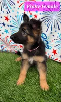 pinky, a female German Shepherd Dog for sale in Tampa, FL – 2 of 9