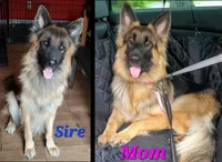 pinky, a female German Shepherd Dog for sale in Tampa, FL – 9 of 10