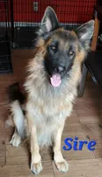 Brownie, a male German Shepherd Dog for sale in Tampa, FL – 8 of 9