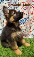 Brownie, a male German Shepherd Dog for sale in Tampa, FL – 2 of 8