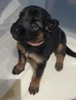 pinky, a female German Shepherd Dog for sale in Tampa, FL – 6 of 9