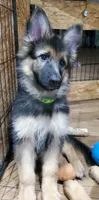 Greenbean, a female German Shepherd Dog for sale in Tampa, FL – 3 of 9