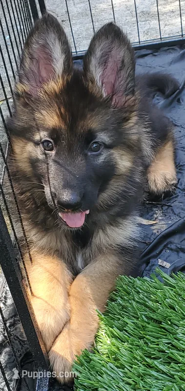 Bluey – German Shepherd Dog puppy for sale in Tampa, FL