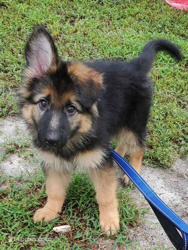 Greenbean – German Shepherd Dog puppy for sale in Tampa, FL