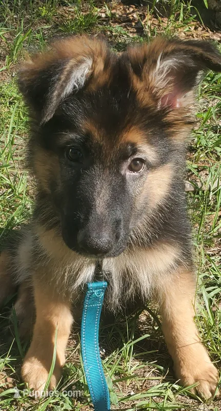 Brownie – German Shepherd Dog puppy for sale in Tampa, FL