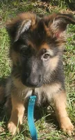 Brownie, a male German Shepherd Dog for sale in Tampa, FL – 2 of 9