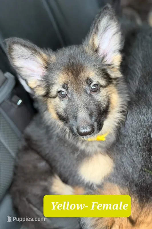 Yellow (Yellie) – German Shepherd Dog puppy for sale in Tampa, FL