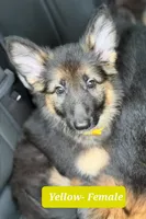 Yellow (Yellie), a female German Shepherd Dog for sale in Tampa, FL – 4 of 7