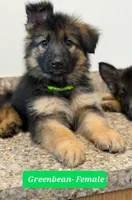 Greenbean, a female German Shepherd Dog for sale in Tampa, FL – 2 of 9
