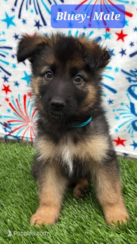 Bluey – German Shepherd Dog puppy for sale in Tampa, FL