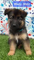 Bluey, a male German Shepherd Dog for sale in Tampa, FL – 1 of 8