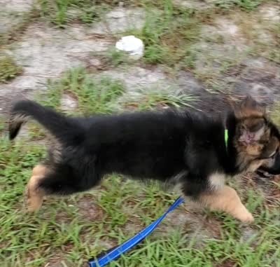 Greenbean, a female German Shepherd Dog for sale in Tampa, FL – 9 of 9