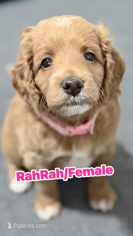 RahRah – Cockapoo puppy for sale in Houston, TX