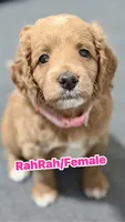 RahRah, a female Cockapoo for sale in Houston, TX – 1 of 4