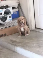 RahRah, a female Cockapoo for sale in Houston, TX – 2 of 4