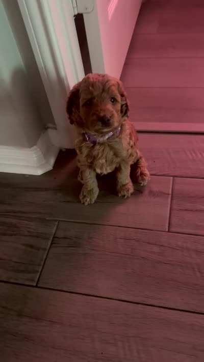 Feisty , a female Cockapoo for sale in Houston, TX – 4 of 4