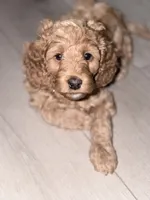 Feisty , a female Cockapoo for sale in Houston, TX – 2 of 4